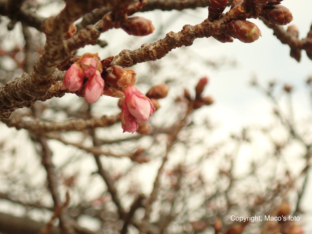 3月に撮影した桜の蕾です