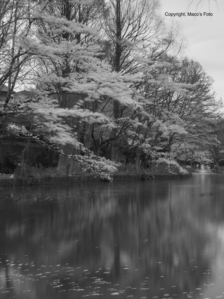 事務所近隣の公園の桜の写真です。春は、いろいろ仕組みが変わる季節なのかなと思います。