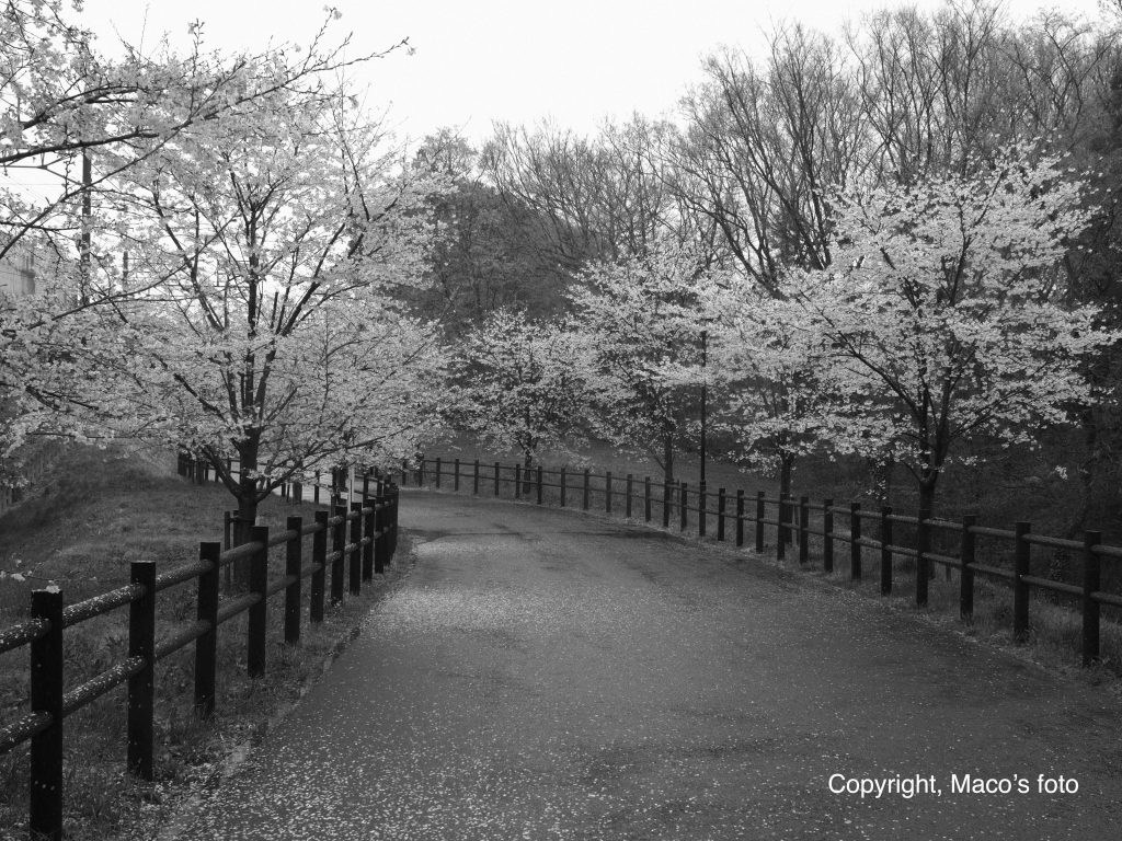 事務所近くの公園の桜並木でした　春といえば出会いと別れ、退任の季節なのかもしれませんね。